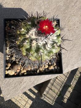 Preview: Parodia subterranea